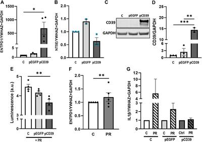 CD39 abrogates platelet-derived factors induced IL-1β expression in the human placenta